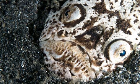 stargazer fish|Why This Fish Has Been Called “The Meanest Thing .